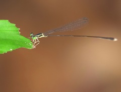 Amphicnemis gracilis
