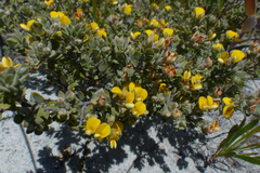 Aspalathus marginata