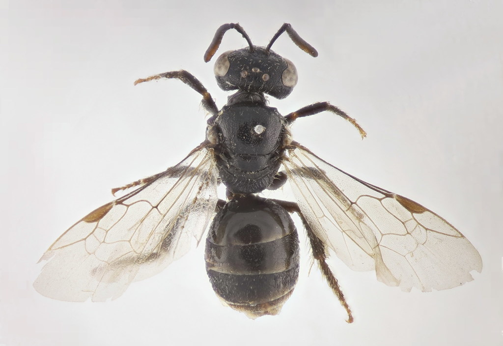 Lasioglossum pseudoplanulum