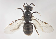 Lasioglossum pseudoplanulum