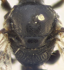 Lasioglossum pseudoplanulum