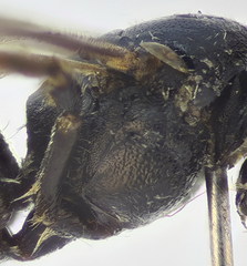 Lasioglossum pseudoplanulum