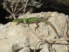 Podarcis filfolensis maltensis