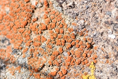 Rufoplaca arenaria