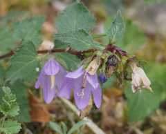 Campanula trachelium