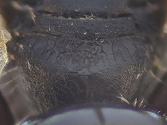 Lasioglossum pseudoplanulum