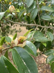Magnolia figo