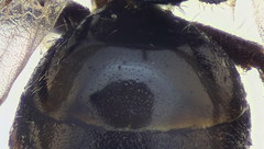 Lasioglossum pseudoplanulum