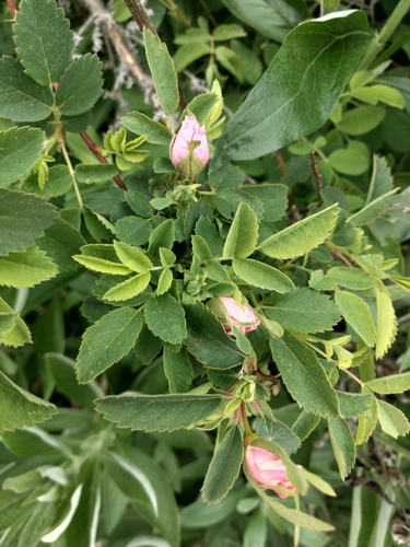 iNaturalist observation photo of California Wild Rose
