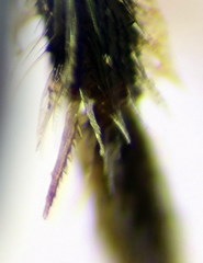 Lasioglossum pseudoplanulum