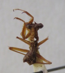 Mantoida schraderi