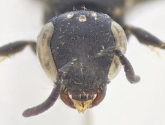 Lasioglossum pseudoplanulum