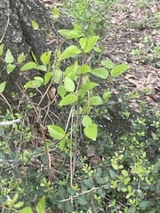 Smilax smallii