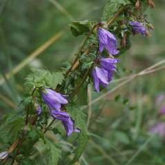 Campanula trachelium