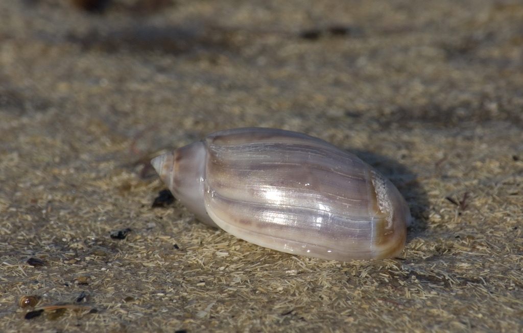Olivancillaria orbignyi
