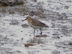 Calidris alpina