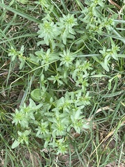 Galium virgatum