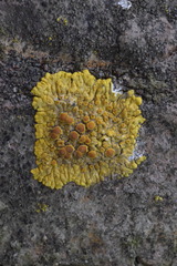 Variospora flavescens