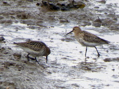 Calidris alpina