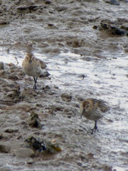 Calidris alpina