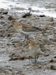 Calidris alpina