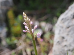 Orchis quadripunctata