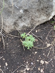 Sedum nuttallii