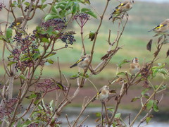 Carduelis carduelis