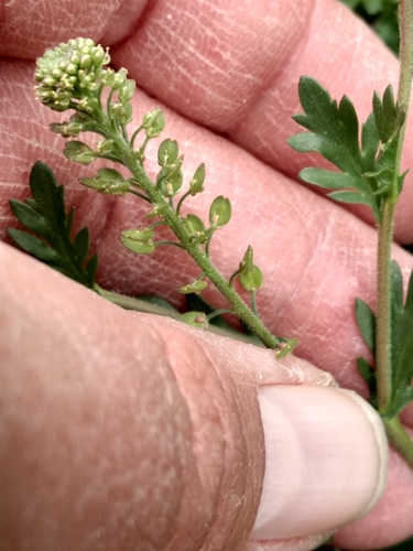 iNaturalist observation photo of Common Peppergrass