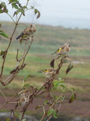 Carduelis carduelis