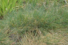 Festuca rupicola