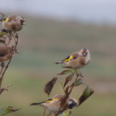 Carduelis carduelis
