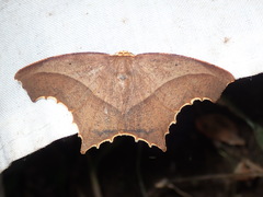 Eutomopepla annulipes