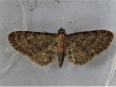 Eupithecia haworthiata