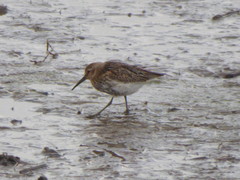 Calidris alpina