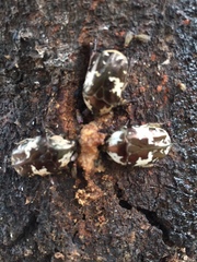 Protaetia aurichalcea