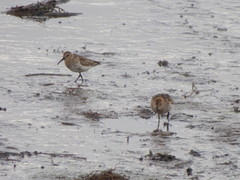 Calidris alpina