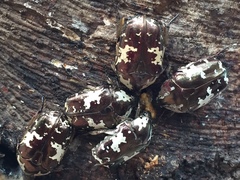 Protaetia aurichalcea