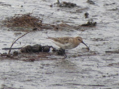 Calidris alpina