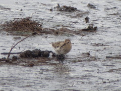Calidris alpina