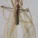Miobantia ciliata - Photo (c) jmmaes, algunos derechos reservados (CC BY-SA), subido por jmmaes