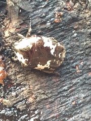 Protaetia aurichalcea