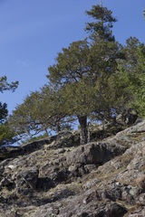 Juniperus maritima