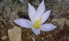 Crocus hermoneus