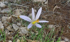 Crocus hermoneus