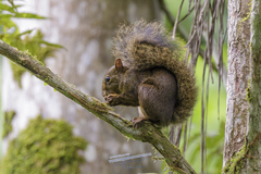 Sciurus aestuans ingrami