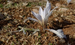 Crocus hermoneus
