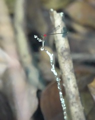 Amphicnemis gracilis