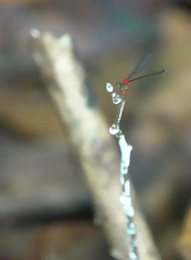 Amphicnemis gracilis