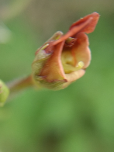 iNaturalist observation photo of California beeplant
